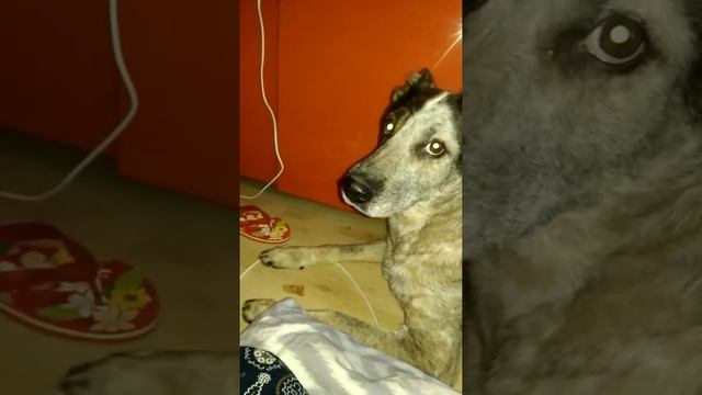 Любимые блины))) смотреть онлайн