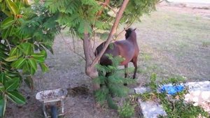 Остросюжетный ковбойский фильм