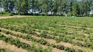 Сбор клубники в Совхозе им.Ленина. Условия, результаты оплата Picking strawberries Lenin State Farm