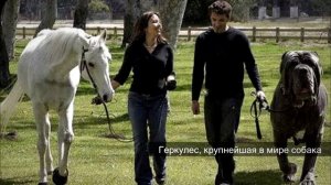 ТОП 10   ФОТО-ПОДДЕЛОК КОТОРЫЕ ВЗОРВАЛИ ИНТЕРНЕТ