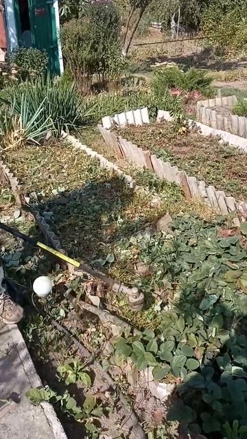 #Быстро подготавливаем #клубнику к обрезке смотреть онлайн