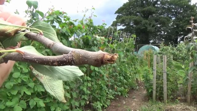 Family Apple Tree - Episode 8 - July 2017
