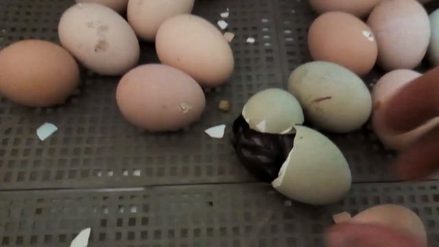 вылупление цыплят!   hatching chicks