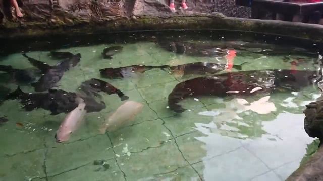 arapaima Gigas In My Fish Pond