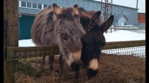 В Маяковский  Хорошее отношение к лошадям #философскаялирика #поэты20века