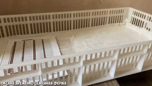 Индюк Хайбрид Конвертер/ 25-е сутки/ Овоскопирование и результаты