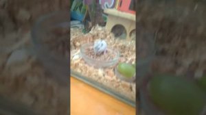 ХОМЯЧКАМ 15 дней . Сегодня кормим гречкой