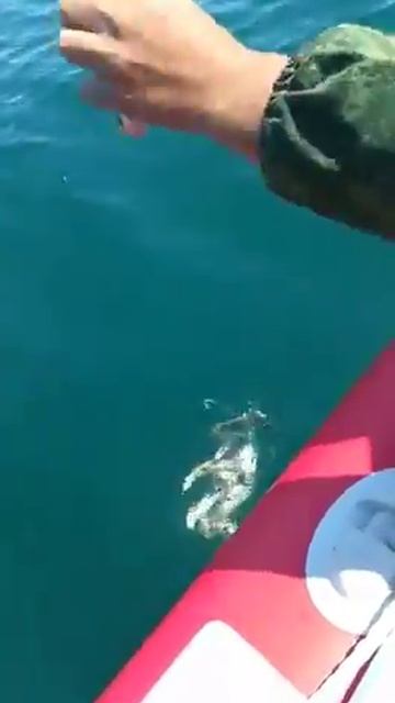 Крабик даже сфоткать его не дал(