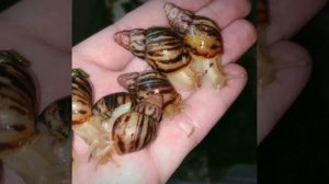 Ираделии занзибарика полосатые Чехи в продаже. #ахатина #занзибарики #ираделии #улиточки #животные