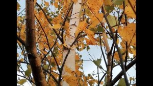 А Пушкин Пора, мой друг, пора #стихиосчастье #философскаялирика #поэты19века