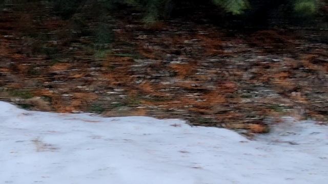 АНАСТАСИЯ. Благодарность за помощь и немного лесных птиц смотреть онлайн