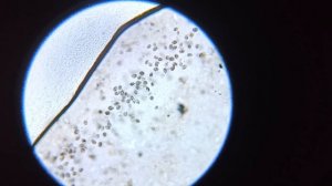 Тетрахимена в аквариуме с дискусами.