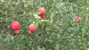 Гранат садовый "Абхазский"