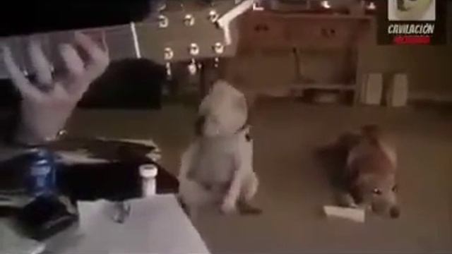 Танцующая собака смотреть онлайн