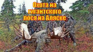 Охота на гигантского лося на Аляске