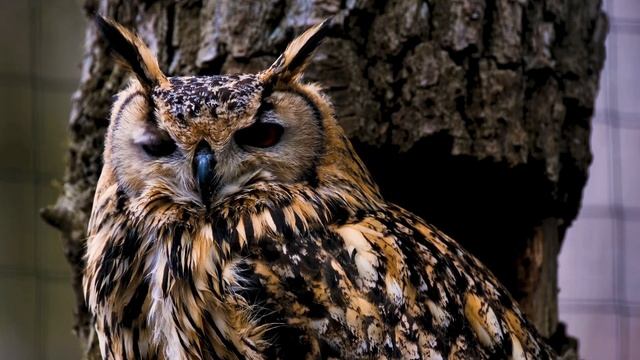 Певчие ПТИЦЫ. Пение птиц для сна. ОРНИТОТЕРАПИЯ ЛЕЧЕБНОЕ ПЕНИЕ ПТИЦ. Соловей, Дрозд. Релакс