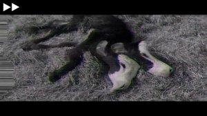 Дәстүр / Жалпақ тілде / Қазақша кино