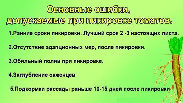 Сроки и способы пикировки томатов. ШПАРГАЛКА №6