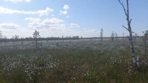 Цветение багульника.