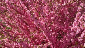 В ОЖИДАНИИ ЦВЕТЕНИЯ САКУРЫ / WAITING FOR THE CHERRY BLOSSOM