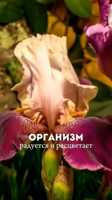 "ЗДОРОВОЕ ТЕЛО" ждёт тебя с 5 февраля!  Пиши - добавлю в группу☝️ А Хлорофилл нужно пить правильный! смотреть онлайн