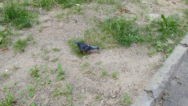 Встретил гнома, бабку и колобка! Прогулка по дворам. Купил шаверму. смотреть онлайн