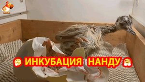 Инкубация Нанду и первые дни жизни страусенка
