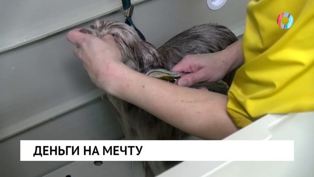 Деньги на мечту