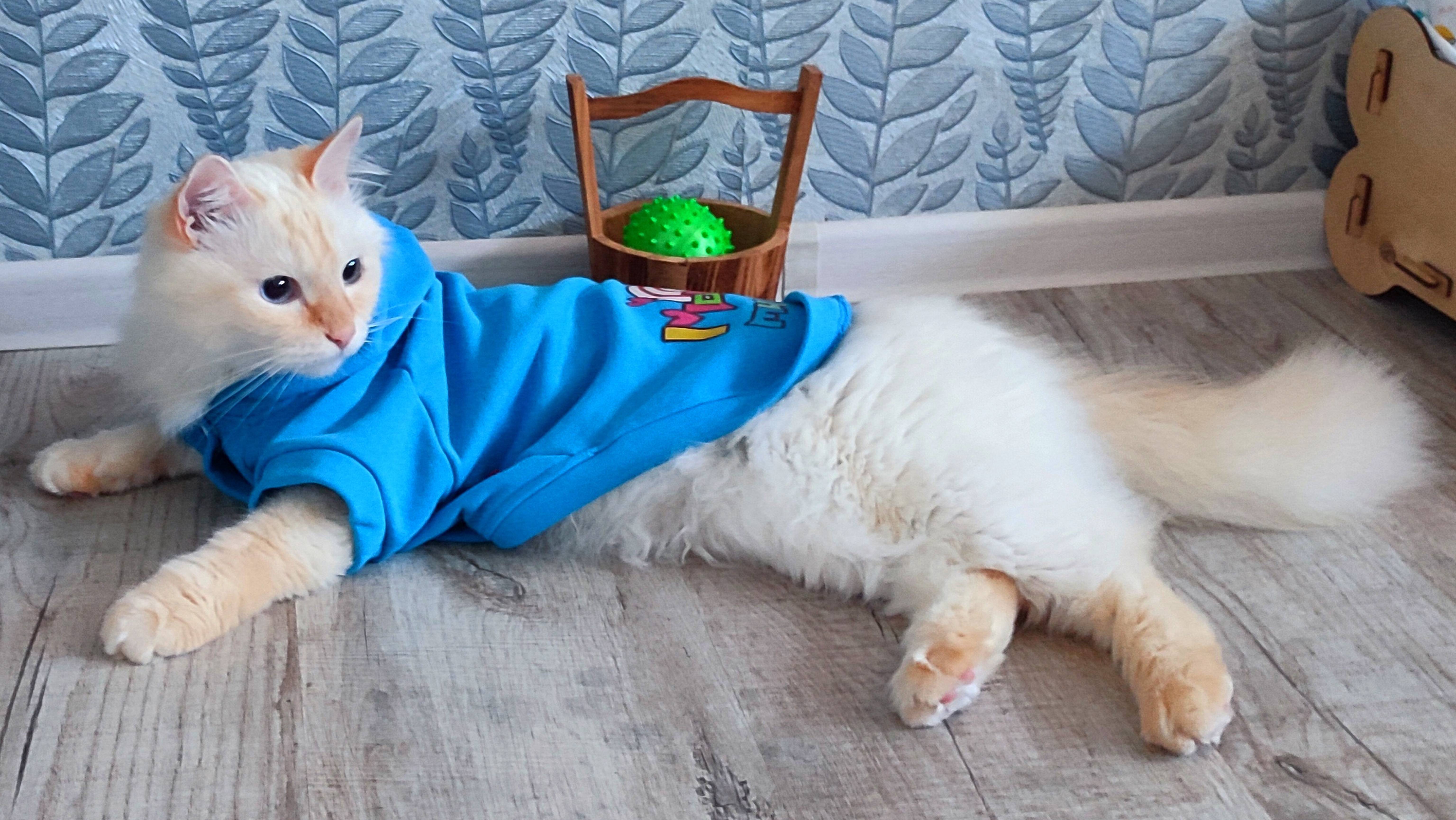 Кот Стёпа ловит птичку на планшете