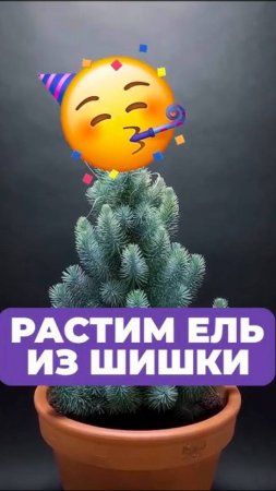 Из орешка в красивую ЕЛЬ ЗА 1 МИНУТУ! #растения #ель #выращивание