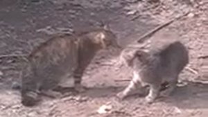 Кошачий рёв
