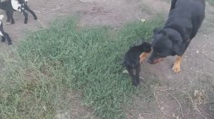 КАМЕРУНСКАЯ 🐐 - РОДИЛА БОГАТЫРЯ. Урожай картошки - 😭. Кормушка для 🪿гусят - 👍.