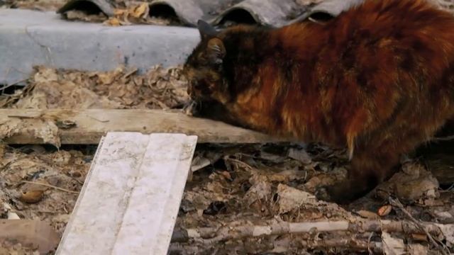 Знайомтеся – це мій друг! Колись вона жила на вулиці. Тепер вона є частиною нашої родини