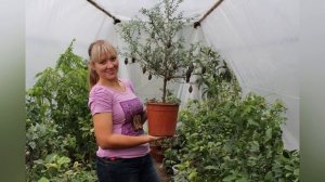 Начало Коллекции. Цитрусовый сад. Виктория Вулах. Часть 1.