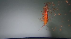 Разведение дискусов