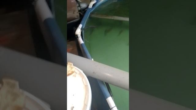 сомы в УЗВ