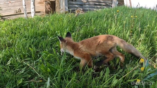 Карельские лисы смотреть онлайн
