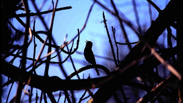А  Фатьянов  Соловьи  Стихи #стихиовойне #песниовойне #поэты20века