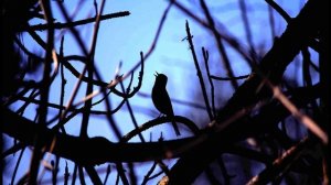 А Фатьянов Соловьи Стихи #стихиовойне #песниовойне #поэты20века