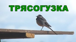 Трясогузка - птицы России. Видео о молодой трясогузке. Птицы Самарской области