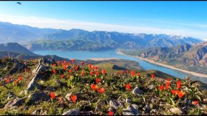 Алишер Навои  Весна без тебя #узбекскаялирика #стихиолюбви