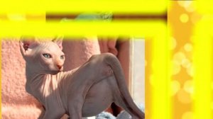 Cамые дорогие породы кошек 01