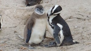 13459518-hd_1920_1080_25fps