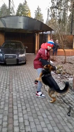 Страх? Нет, не слышали! Учимся преодолевать свои страхи через работу кинологом.
