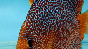 Полное фиаско.