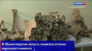 В Международный центр реставрации в Рождествено привезли останки ямальского мамонта