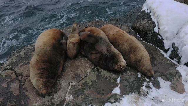 Сахалинские сивучи (зима) 4К смотреть онлайн