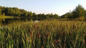 Фидерная рыбалка.