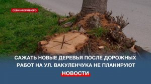 В Севастополе не планируют сажать новые деревья после дорожных работ в Гагаринском районе