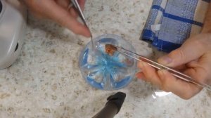 Жаберные сосальщики у дискусов.